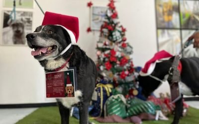 Los lomitos del Metro, nuevamente aliados de Santa y los Reyes Magos