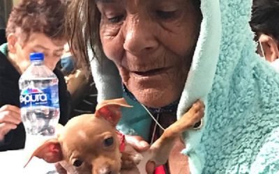Demandan en el Senado clínicas veterinarias públicas para animales de compañía