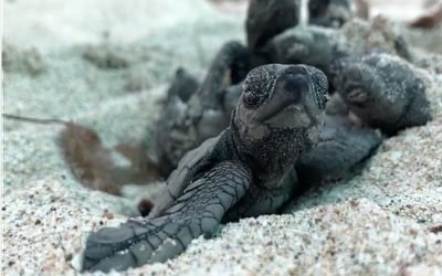 Estudia IPN cinco especies de tortuga marina en peligro de extinción en Sinaloa