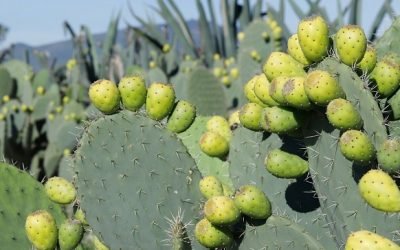 PRODUCE EDOMÉX EL 37 POR CIENTO DE TUNA A NIVEL NACIONAL
