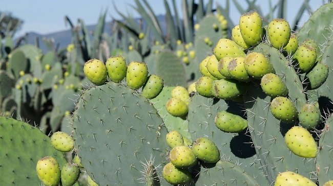 PRODUCE EDOMÉX EL 37 POR CIENTO DE TUNA A NIVEL NACIONAL