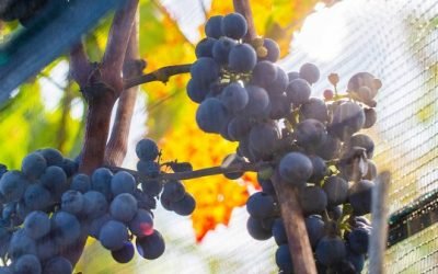 Garantizado el abasto de uva para festejos de Año Nuevo: Agricultura
