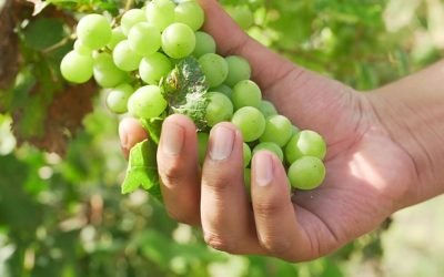 Productores garantizan abasto de frutos de temporada para la época decembrina: Agricultura