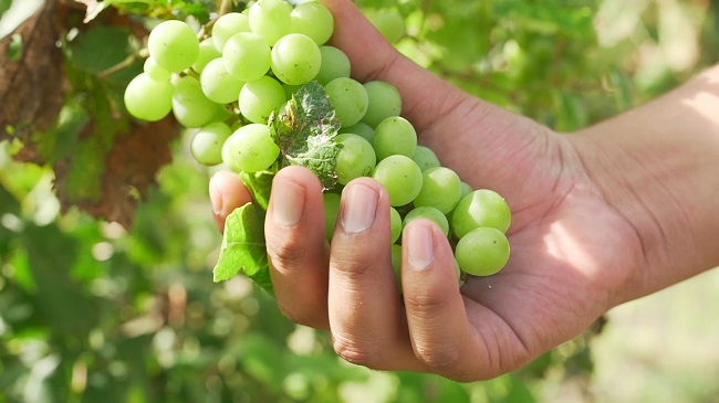 Anuncian recursos para al combate de plagas y enfermedades de la uva