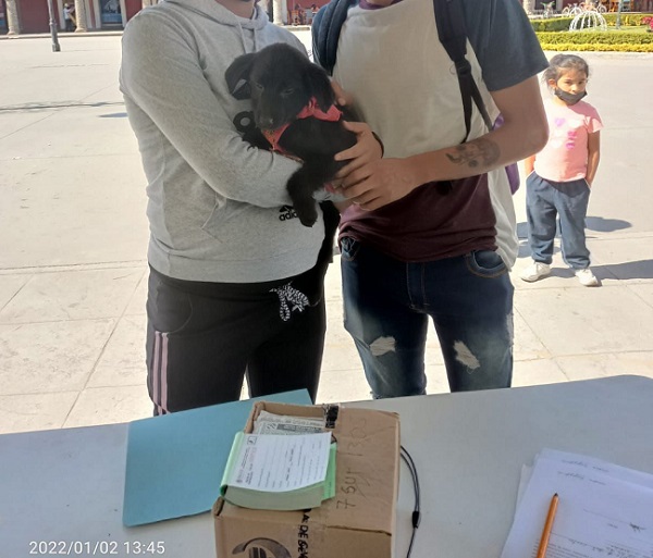 Invita SEDEMA al Segundo Adoptaton de Perros y Gatos en la CDMX