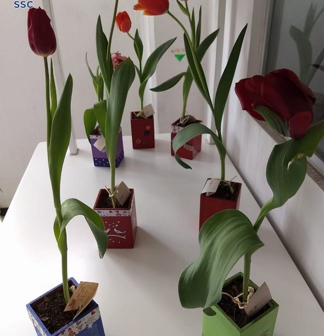 VENTA TULIPANES Y ORQUÍDEAS CULTIVADAS POR LAS PERSONAS PRIVADAS DE LA  LIBERTAD - Línea Política