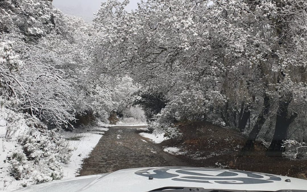 Se registran nevadas al Sur de Nuevo León