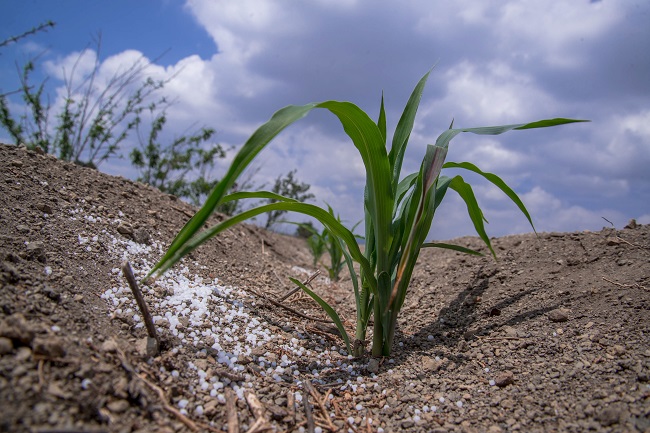 El índice de precios de los alimentos de la FAO se mantiene sin variaciones en septiembre