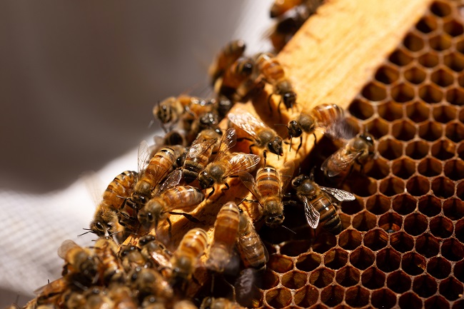 Miel de abeja: Beneficios para la salud y cuidados que se deben tener