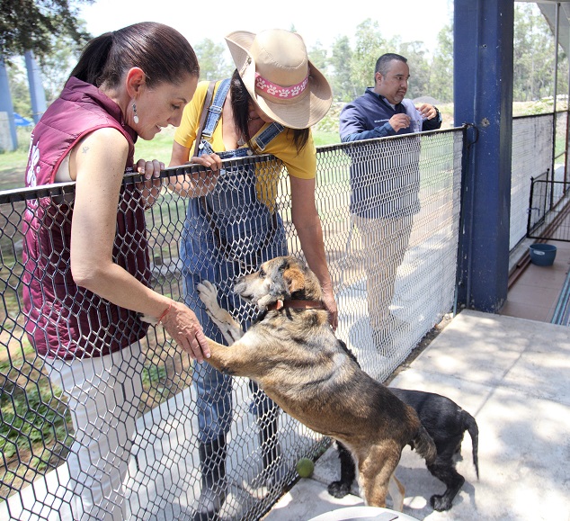En la Brigada de Vigilancia Animal trabajan especialistas, veterinarios y policías capacitados en el rescate animal