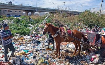 Atiende IECM a promoventes de Iniciativa Ciudadana contra maltrato animal