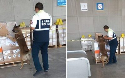 Con binomio canino, Aduanas de México asegura alrededor de media tonelada de metanfetamina en la aduana del AICM