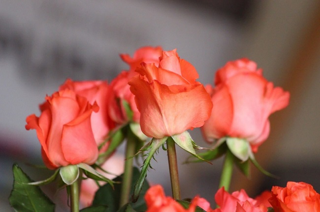 Garantizan productores abasto de flores ornamentales para festejos de 14 de febrero: Agricultura