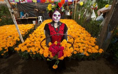 Inicia EdoMéx venta de cempasúchil y flores de temporada para decorar las ofrendas en Día de Muertos