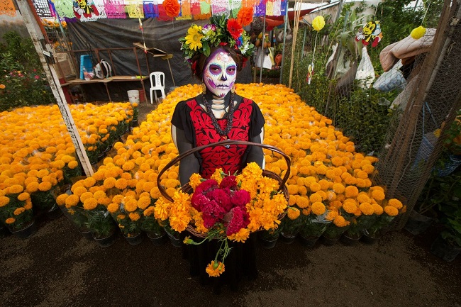 Inicia EdoMéx venta de cempasúchil y flores de temporada para decorar las ofrendas en Día de Muertos