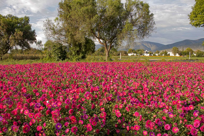 Garantizado el abasto de flores de temporada para los altares y ofrendas de  Día de Muertos - Línea Política