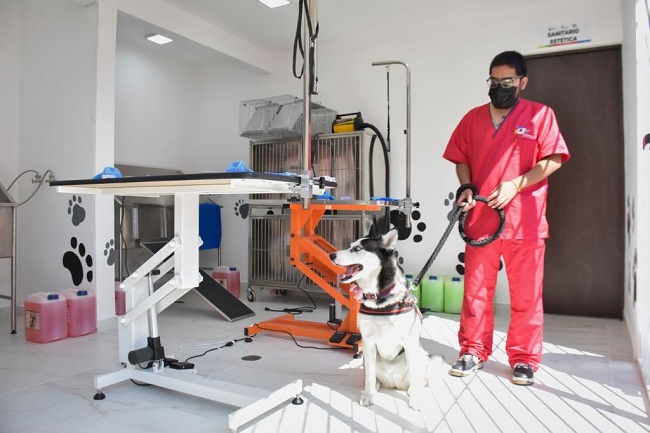 Pleno avaló reforma para promover el establecimiento de clínicas veterinarias públicas