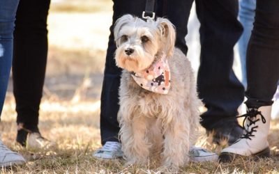BATRES REALIZA RECORRIDO PERRUNO EN EL MARCO DE LA PUBLICACIÓN DE LA LEY DE PROTECCIÓN ANIMAL