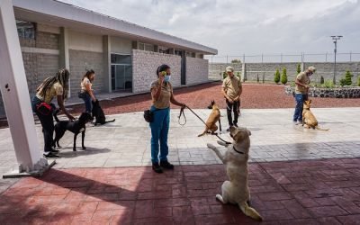 Capacita Agricultura a 29 manejadores caninos para Centroamérica y el Caribe