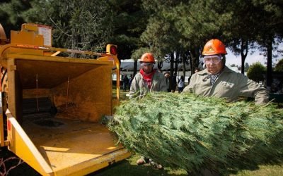 INICIA PROBOSQUE CAMPAÑA DE RECICLAJE DE ÁRBOLES DE NAVIDAD NATURALES
