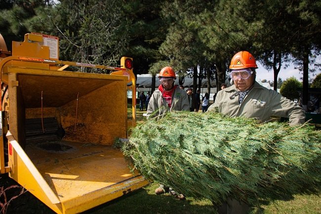 INICIA PROBOSQUE CAMPAÑA DE RECICLAJE DE ÁRBOLES DE NAVIDAD NATURALES