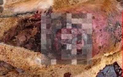 Van 25 cuerpos de perros hallados en Bosque de Nativitas