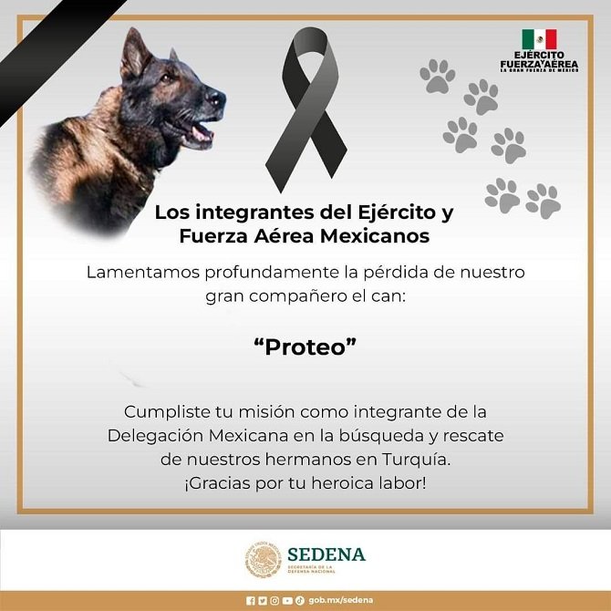 Rinden homenaje a Proteo, perrito mexicano que murió salvando vidas en Turquía