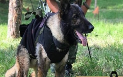 Club de Turquía rinde homenaje a Proteo, perro rescatista de la Sedena