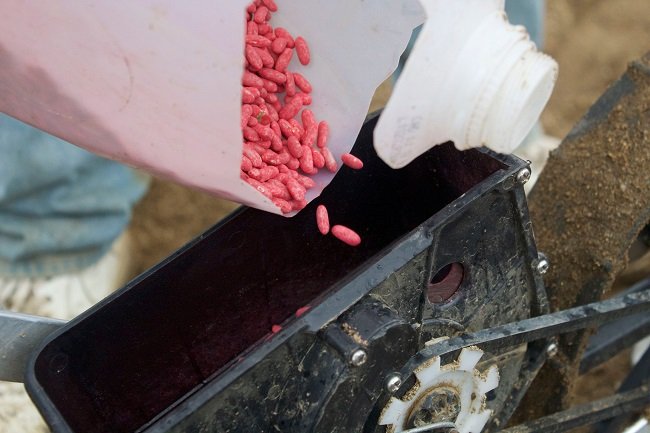 Legumbres, uno de los pilares alimenticios que ofrece el campo mexicano