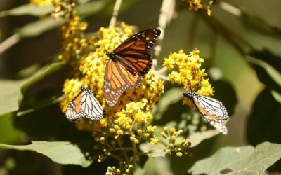 FOMENTA GEM TURISMO RESPONSABLE EN AVISTAMIENTO DE LA MARIPOSA MONARCA