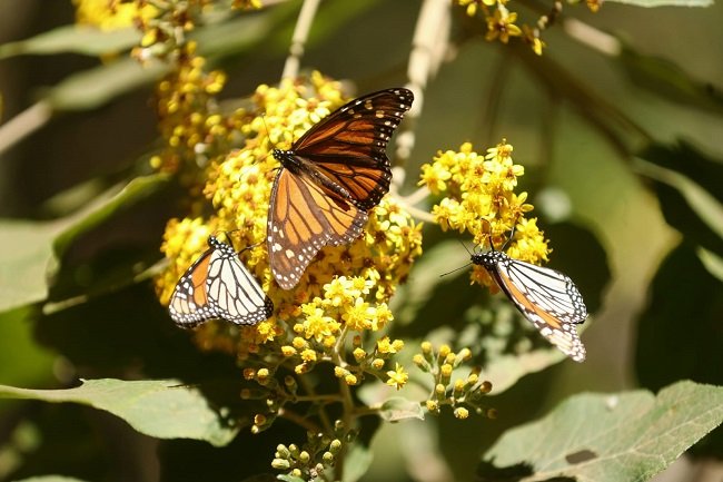 FOMENTA GEM TURISMO RESPONSABLE EN AVISTAMIENTO DE LA MARIPOSA MONARCA