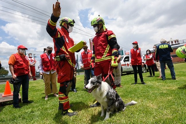 Proteo: así entrenan a perros rescatistas mexicanos para salvar vidas en todo el mundo