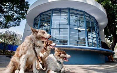 INAUGURA SANDRA CUEVAS, EL JARDIN PUSHKIN VETERINARIA PARA ANIMALES DE COMPAÑÍ