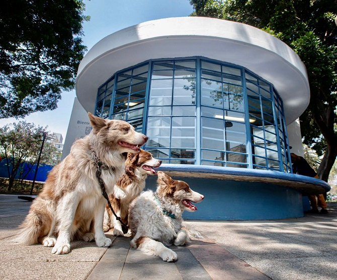 INAUGURA SANDRA CUEVAS, EL JARDIN PUSHKIN VETERINARIA PARA ANIMALES DE COMPAÑÍ