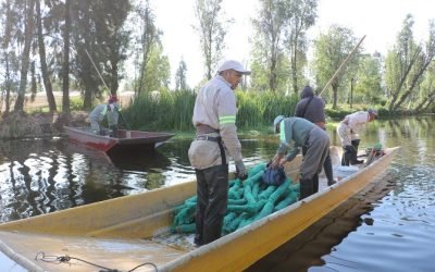 INTENSIFICA ALCALDÍA XOCHIMILCO LIMPIEZA DE CANALES