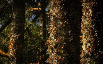 llegan cinco colonias