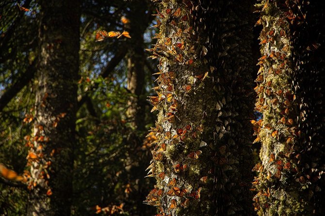 llegan cinco colonias