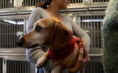 Respalda Senado reforma para establecer clínicas veterinarias públicas