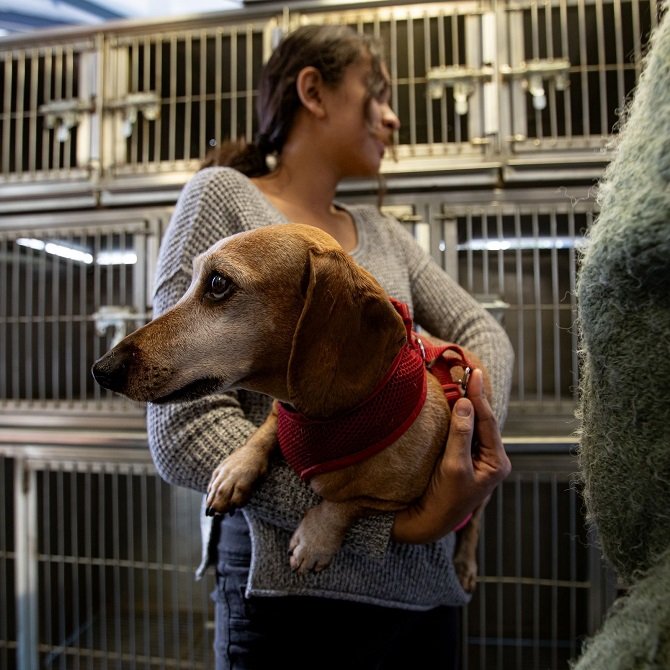 Respalda Senado reforma para establecer clínicas veterinarias públicas
