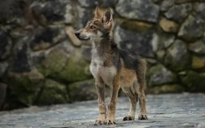 Participa Edoméx en cinco programas de conservación de fauna bajo cuidado humano