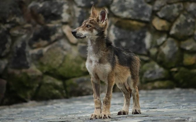 Participa Edoméx en cinco programas de conservación de fauna bajo cuidado humano