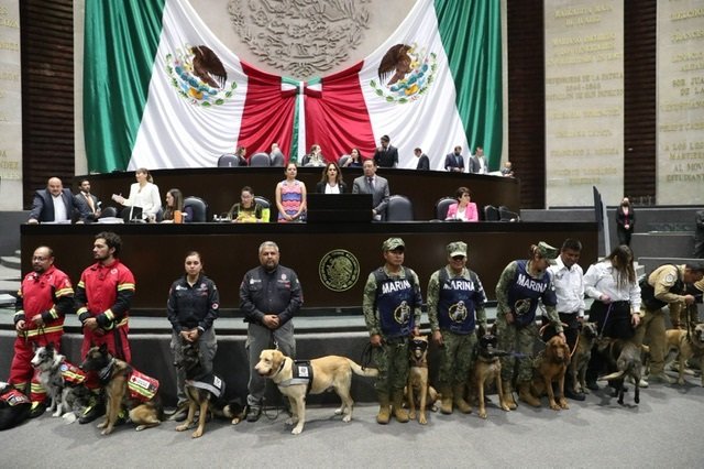 Declaran el 15 de noviembre “Día Nacional del Binomio Canino de Salvamento, Rescate y Asistencia Humanitaria”