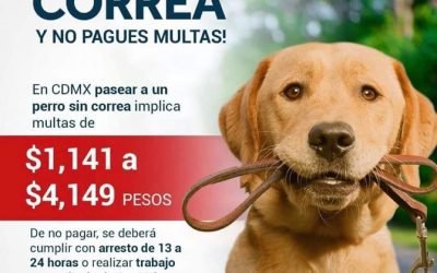 Evita ser sancionado