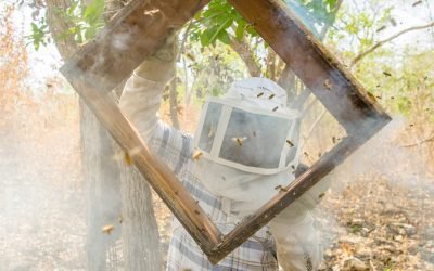 Capacita Agricultura a pueblos originarios en la crianza sustentable de abejas nativas