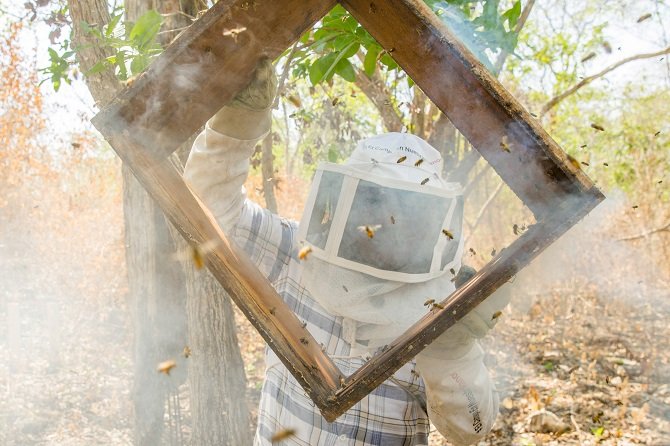 Capacita Agricultura a pueblos originarios en la crianza sustentable de abejas nativas