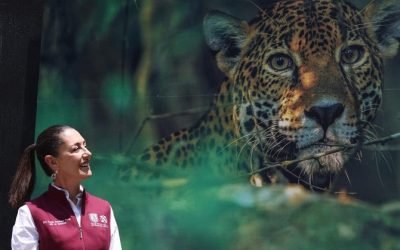 INVITA SHEINBAUM A DIVERTIRSE ESTE FIN DE SEMANA EN «ANIMALÍSTICA: FESTIVAL DEL BOSQUE» EN CHAPULTEPEC