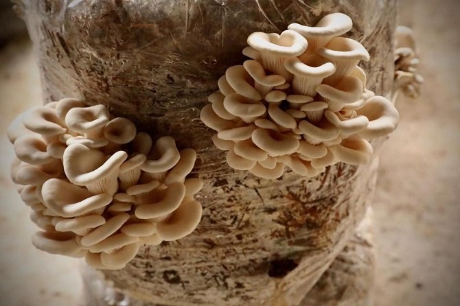 ES HONGO SETA UNA ALTERNATIVA ALIMENTARIA FÁCIL DE IMPLEMENTAR