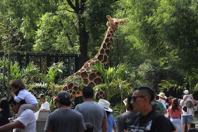 Pide Comisión Permanente a autoridades garantizar trato digno y respetuoso a los animales