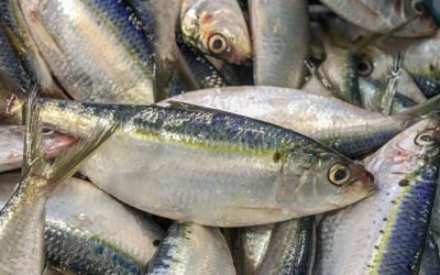 Sardina, una opción nutritiva y accesible para consumir en cuaresma