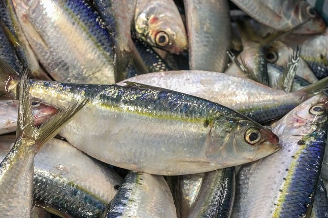 Sardina, una opción nutritiva y accesible para consumir en cuaresma
